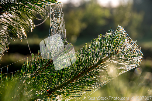 Image of Spider web on the pine tree branch. 