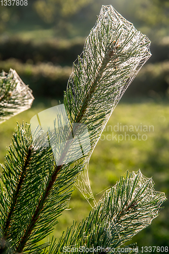 Image of Spider web on the pine tree branch. 