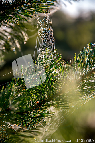 Image of Spider web on the pine tree branch. 