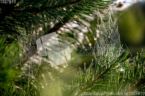 Image of Spider web on the pine tree branch. 