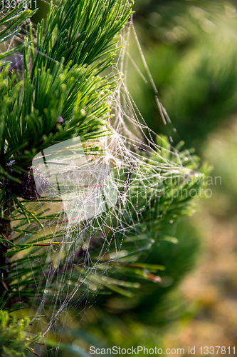 Image of Spider web on the pine tree branch. 