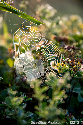 Image of Dew drops on spider web in forest.