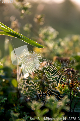 Image of Dew drops on spider web in forest.