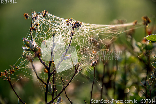 Image of Dew drops on spider web in forest.