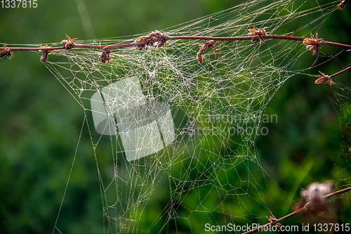 Image of Dew drops on spider web in forest.