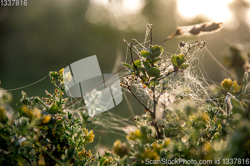 Image of Dew drops on spider web in forest.