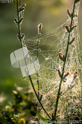 Image of Dew drops on spider web in forest.
