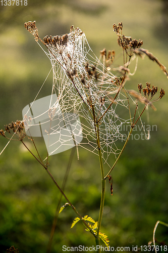 Image of Dew drops on spider web in forest.