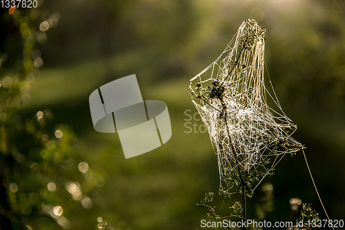 Image of Dew drops on spider web in forest.