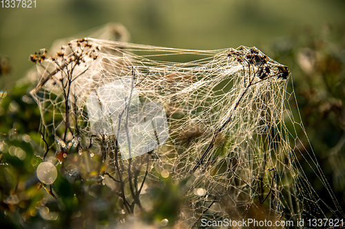 Image of Dew drops on spider web in forest.