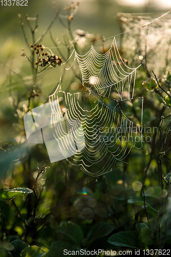 Image of Dew drops on spider web in forest.