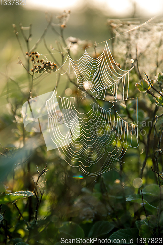 Image of Dew drops on spider web in forest.