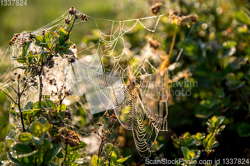 Image of Dew drops on spider web in forest.