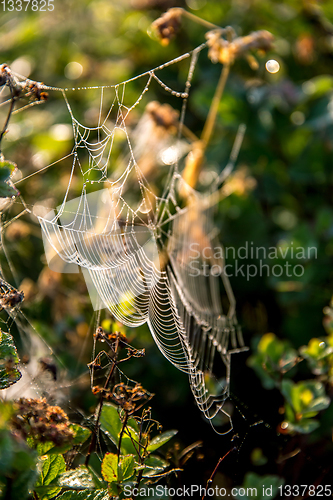 Image of Dew drops on spider web in forest.