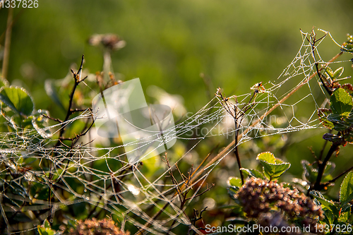 Image of Dew drops on spider web in forest.