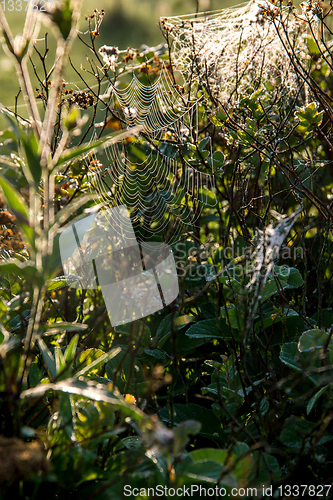 Image of Dew drops on spider web in forest.