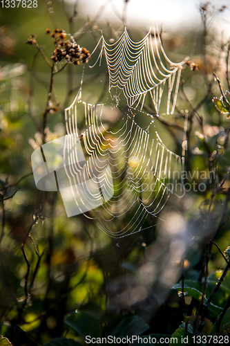 Image of Dew drops on spider web in forest.