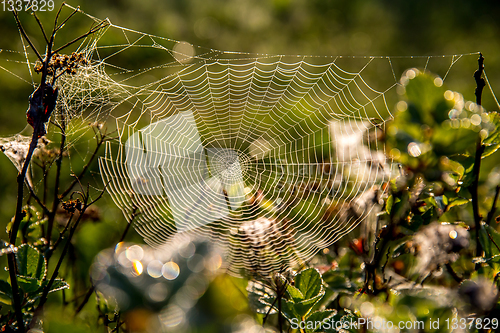 Image of Dew drops on spider web in forest.