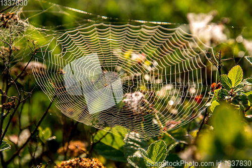 Image of Dew drops on spider web in forest.