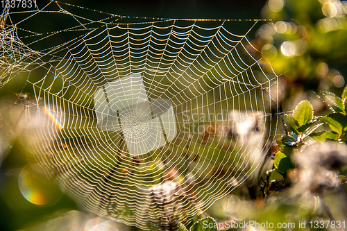 Image of Dew drops on spider web in forest.