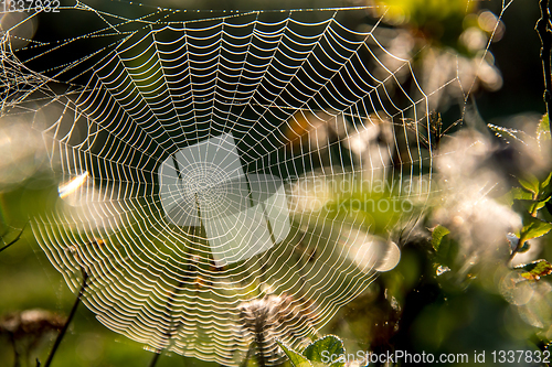 Image of Dew drops on spider web in forest.