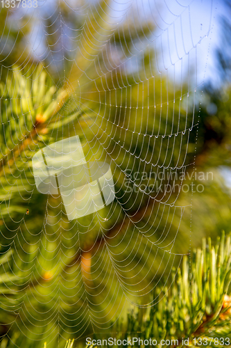 Image of Dew drops on spider web in forest.