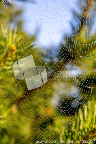 Image of Dew drops on spider web in forest.