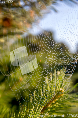 Image of Dew drops on spider web in forest.