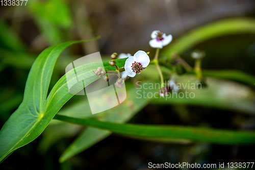 Image of Background of white wild flower.