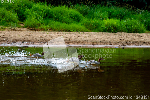 Image of Ducks swimming in the river in Latvia