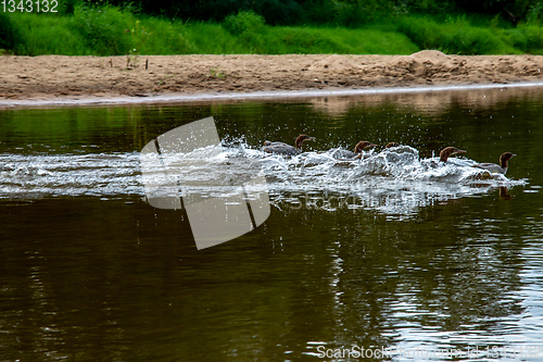 Image of Ducks swimming in the river in Latvia.