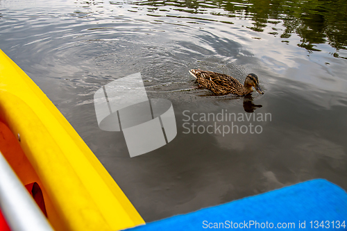 Image of Ducks swimming in the river in Latvia