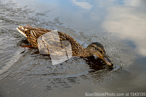 Image of Duck swimming in the river in Latvia