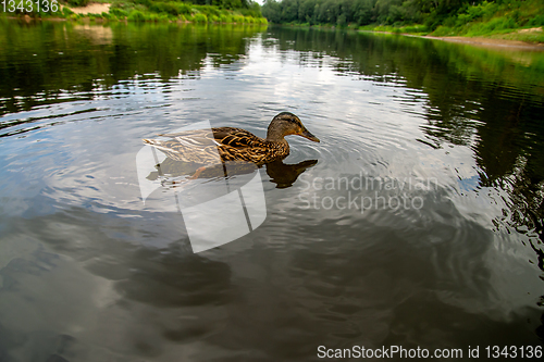 Image of Duck swimming in the river in Latvia