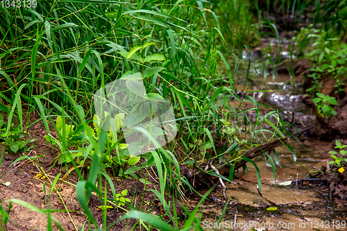 Image of Green grass and water plants on river coast.