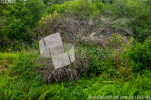 Image of Green grass and shrubs on the river bank.