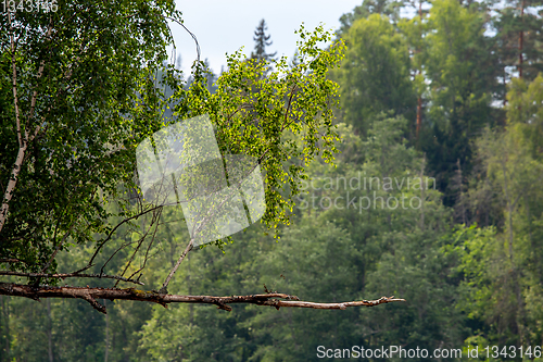 Image of Landscape with forest on the river bank.