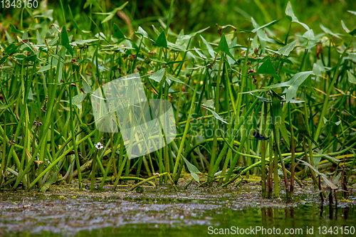 Image of Green grass and water plants on river coast.