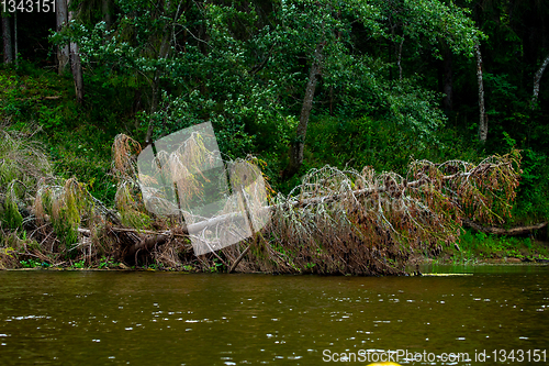 Image of Landscape with forest on the river bank.