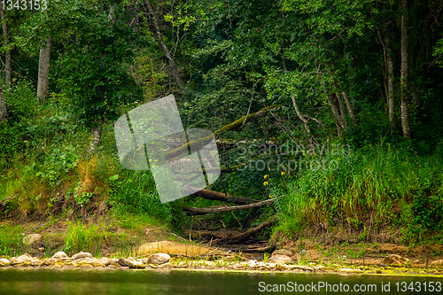 Image of Landscape with forest on the river bank.