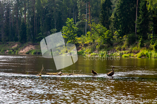 Image of Ducks swimming on log in the river in Latvia.
