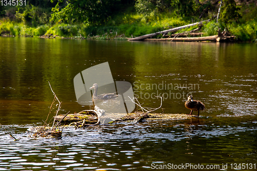 Image of Ducks swimming on log in the river in Latvia.