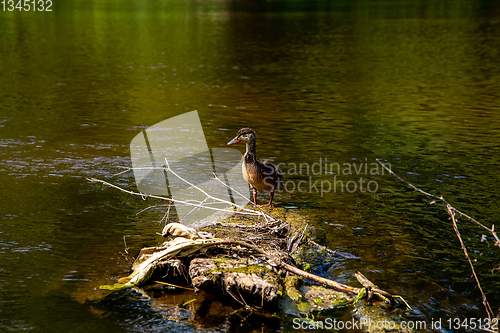 Image of Duck swimming on log in the river in Latvia.
