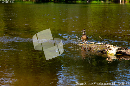 Image of Duck swimming on log in the river in Latvia.