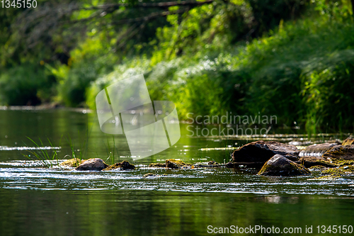 Image of Landscape of river and green forest.