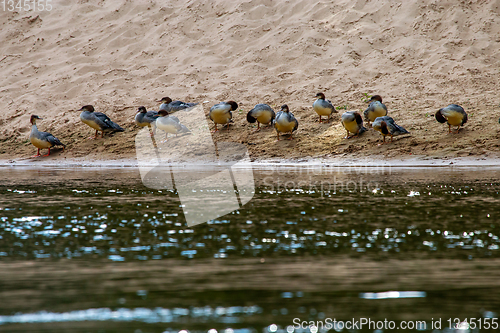 Image of Ducks on bank of the river in Latvia