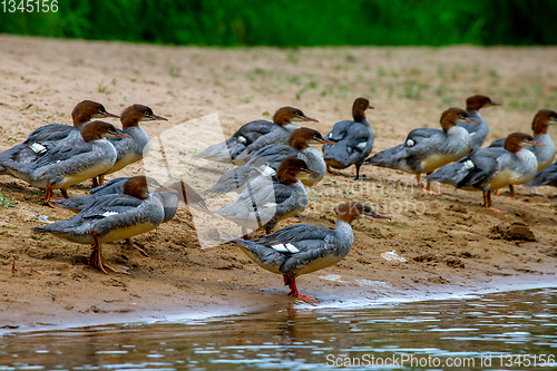 Image of Ducks on bank of the river in Latvia