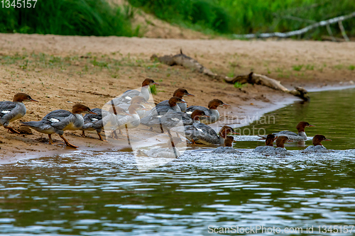 Image of Ducks on bank of the river in Latvia