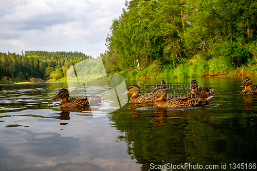 Image of Ducks swimming in the river