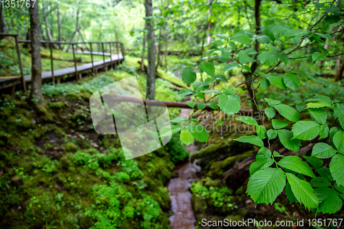 Image of Forest with green leaves and bridge.
